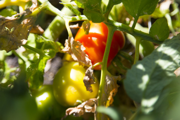 Tomatoes going through veraison