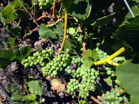 Grapes-veraison